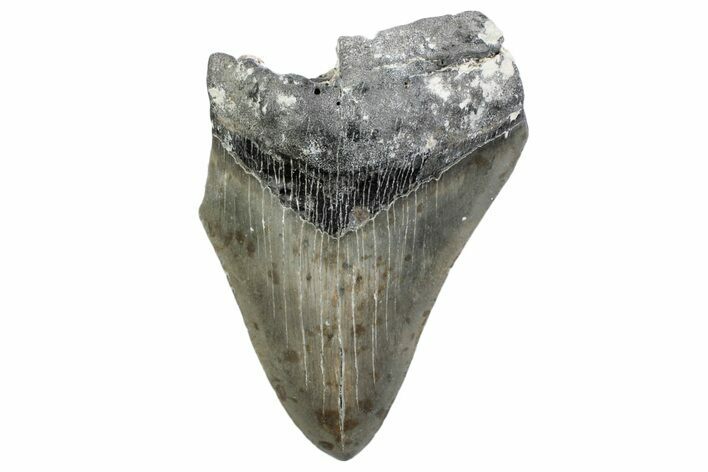 Partial, Fossil Megalodon Tooth - North Carolina #370226